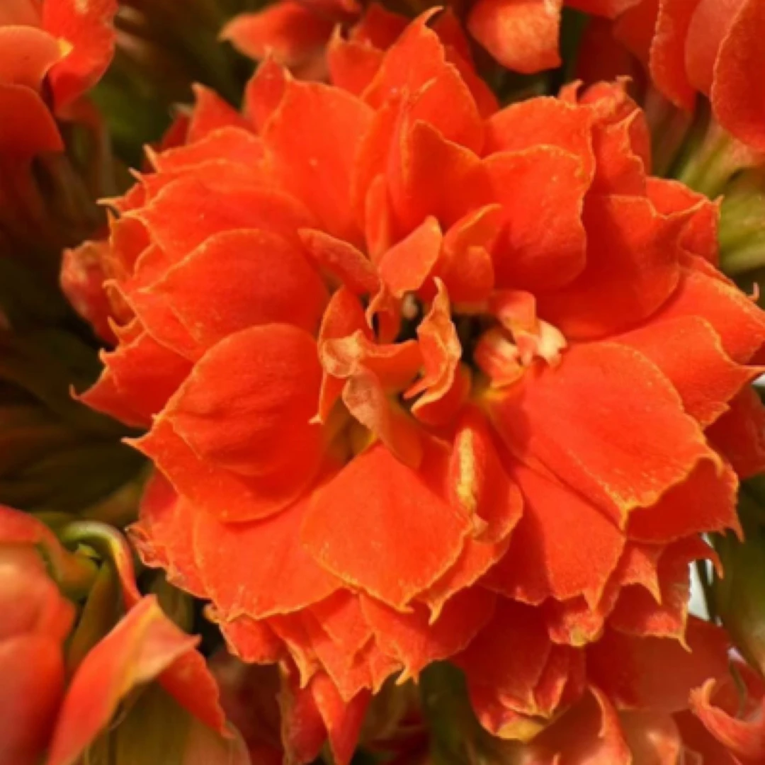 【山茶花神】110杯稀有品种重瓣超大花长寿花