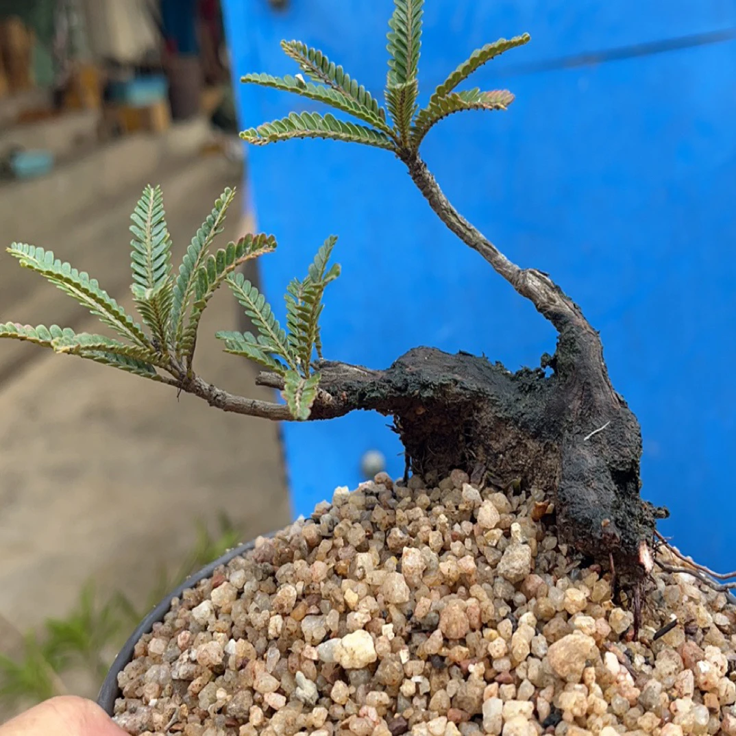 稀有海岛叶下珠室内盆栽好养活可水培土培用于鱼缸造景