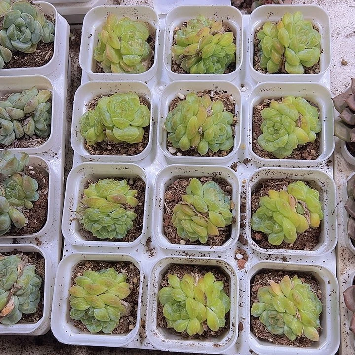翡翠珍妮19包邮多肉