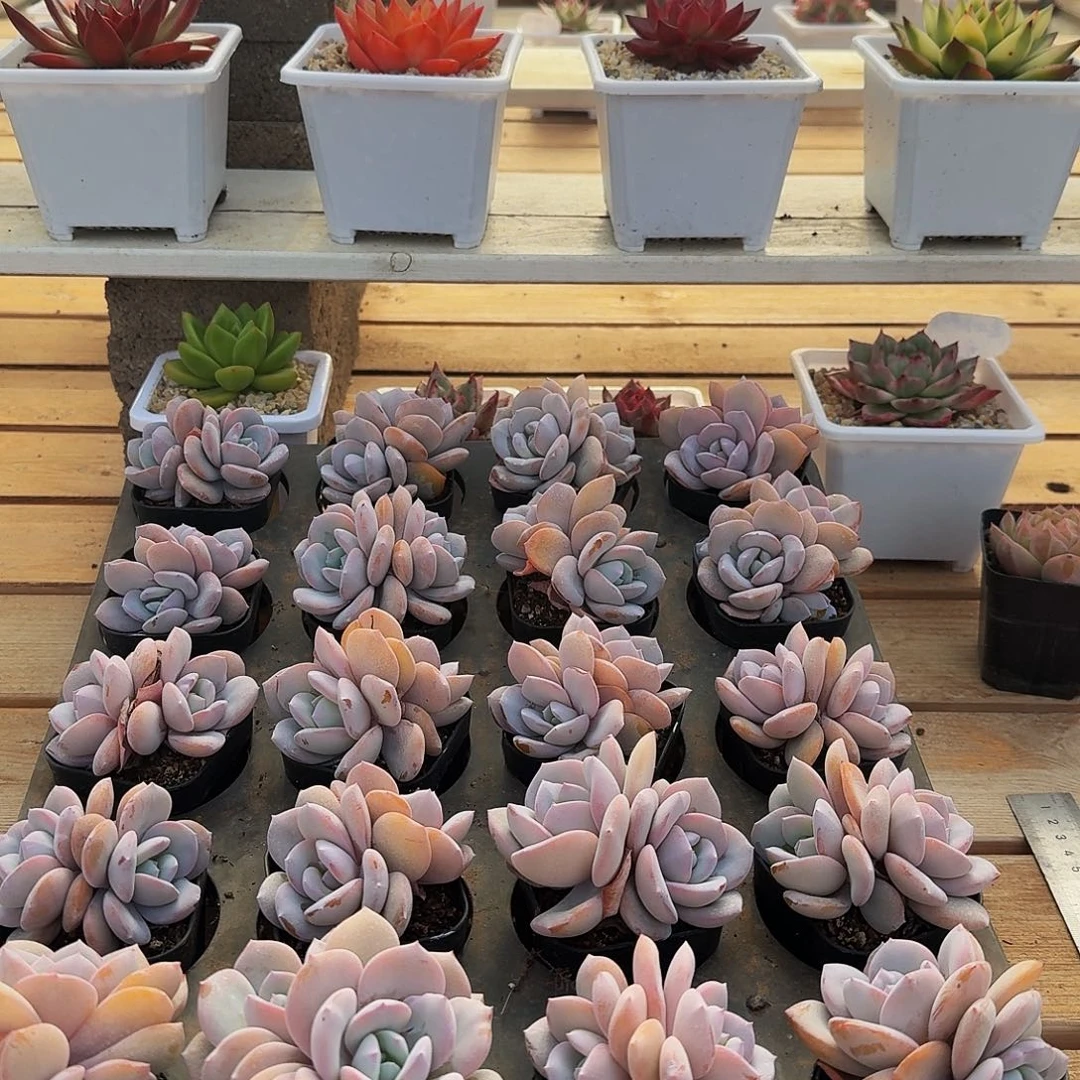 0925-11奶茶双头量拍
