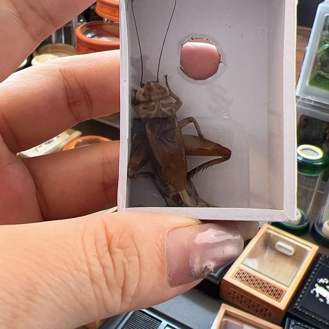 大冰糖紫哈哈哈哈哈3只