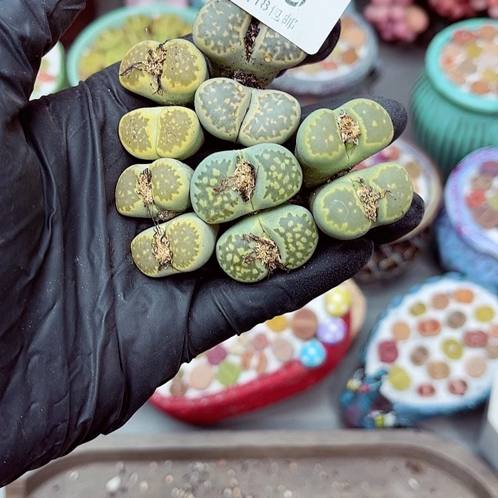 多肉植物生石花5-63