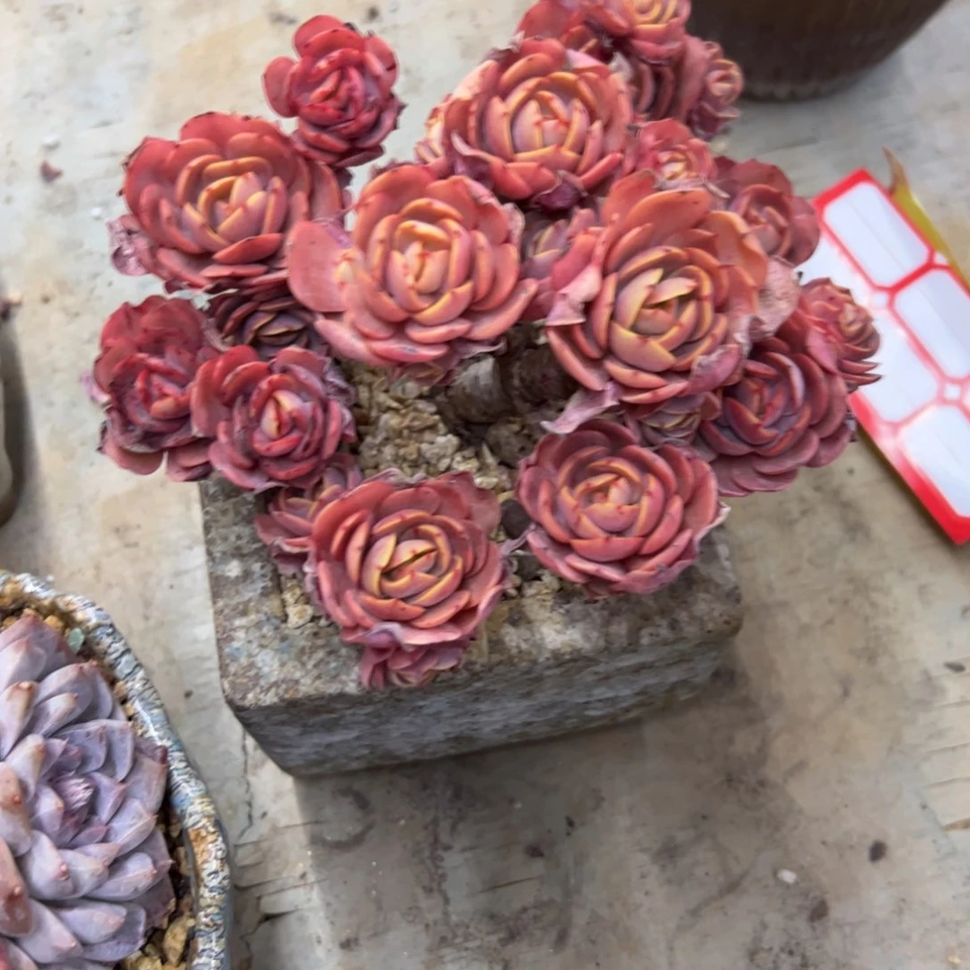 ?****C秀妍28 零零多肉植物