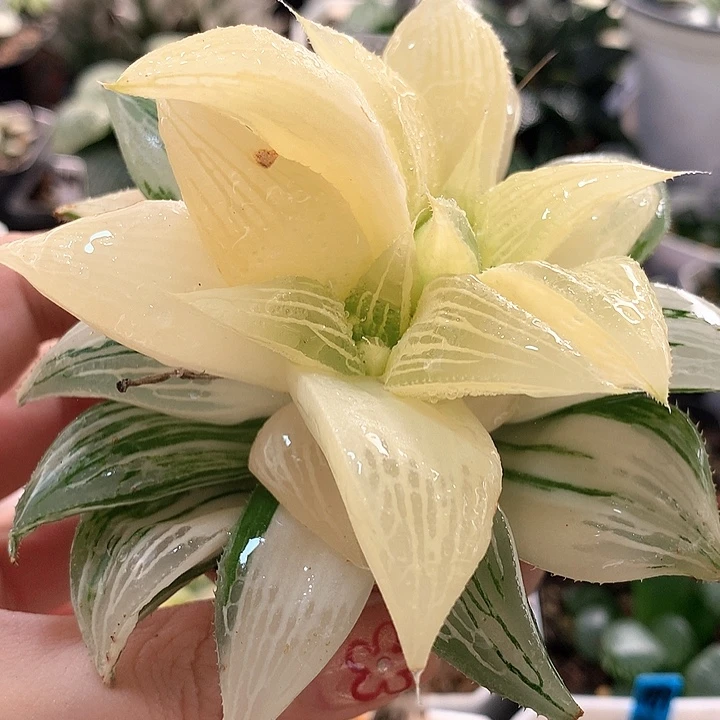 19号芭提雅寿锦带盆土