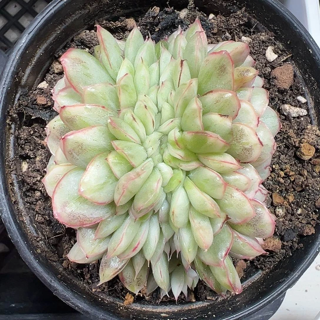 麦秆锦缀多肉植物