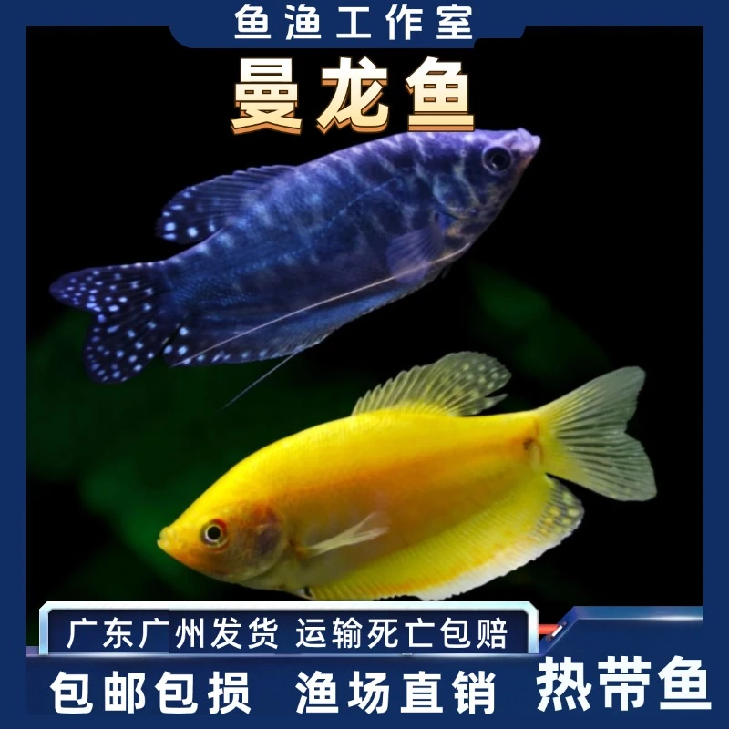 皮实不打氧气鱼黄蓝曼龙鱼观赏鱼小型淡水好养热带观赏鱼金鱼活鱼