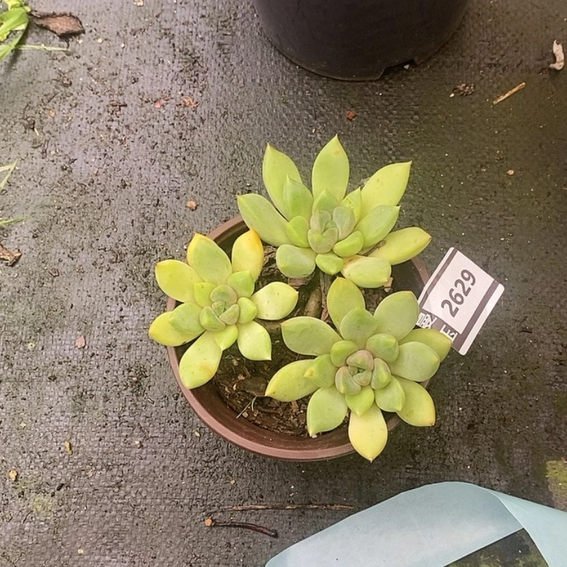 【闪购商品】红象牙2629