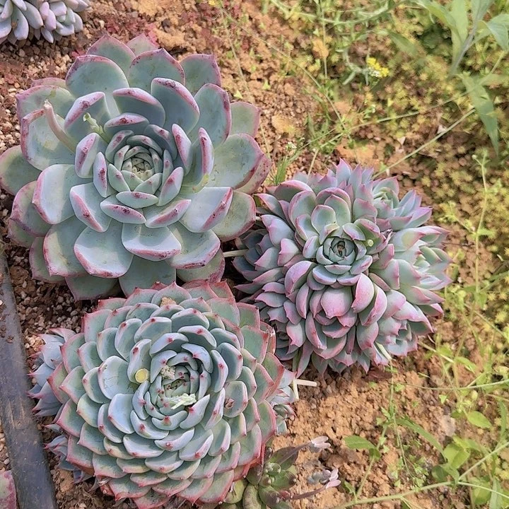 黑**福好吧好嘛好嘛好吧我的宝墨迹了颗