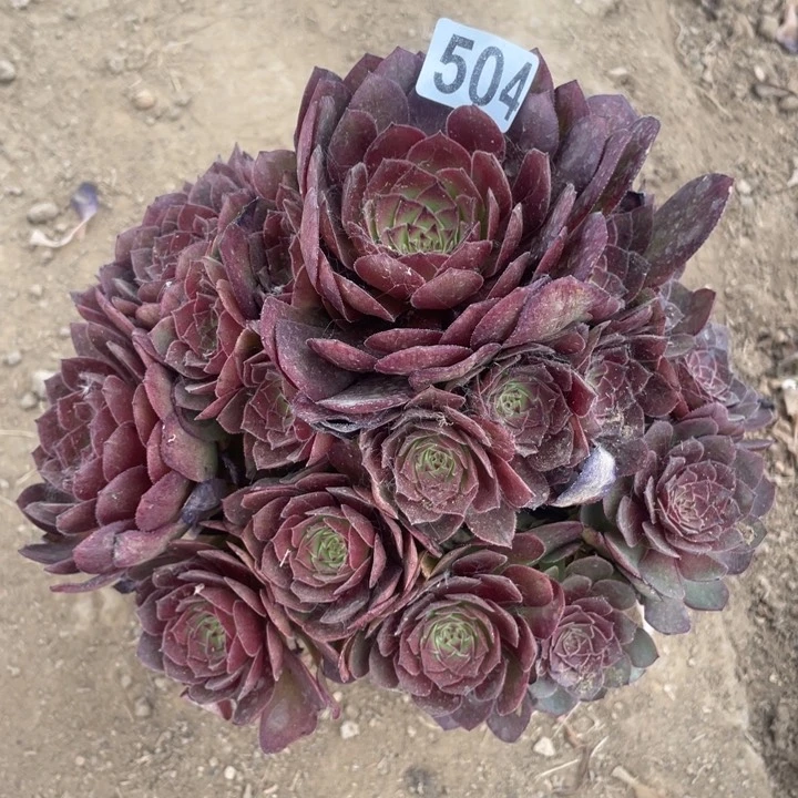 504多肉植物红魔