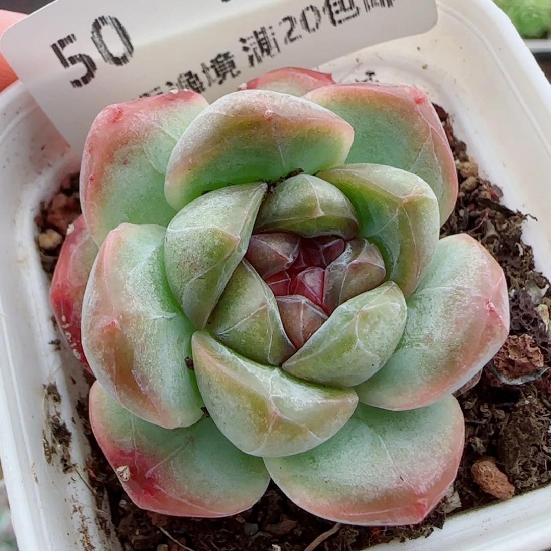 花语逸镜0924-50糖心珍妮