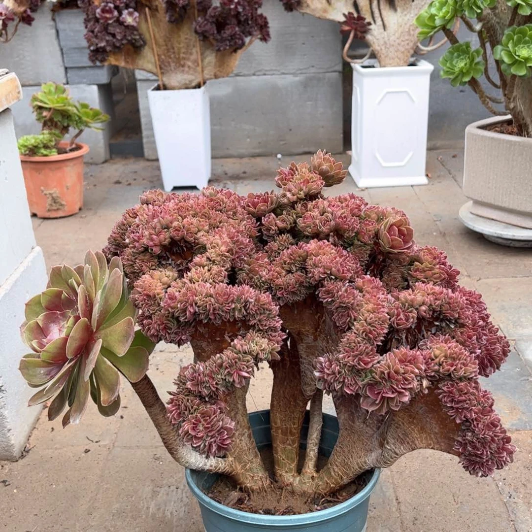 万圣节朵朵老桩精品