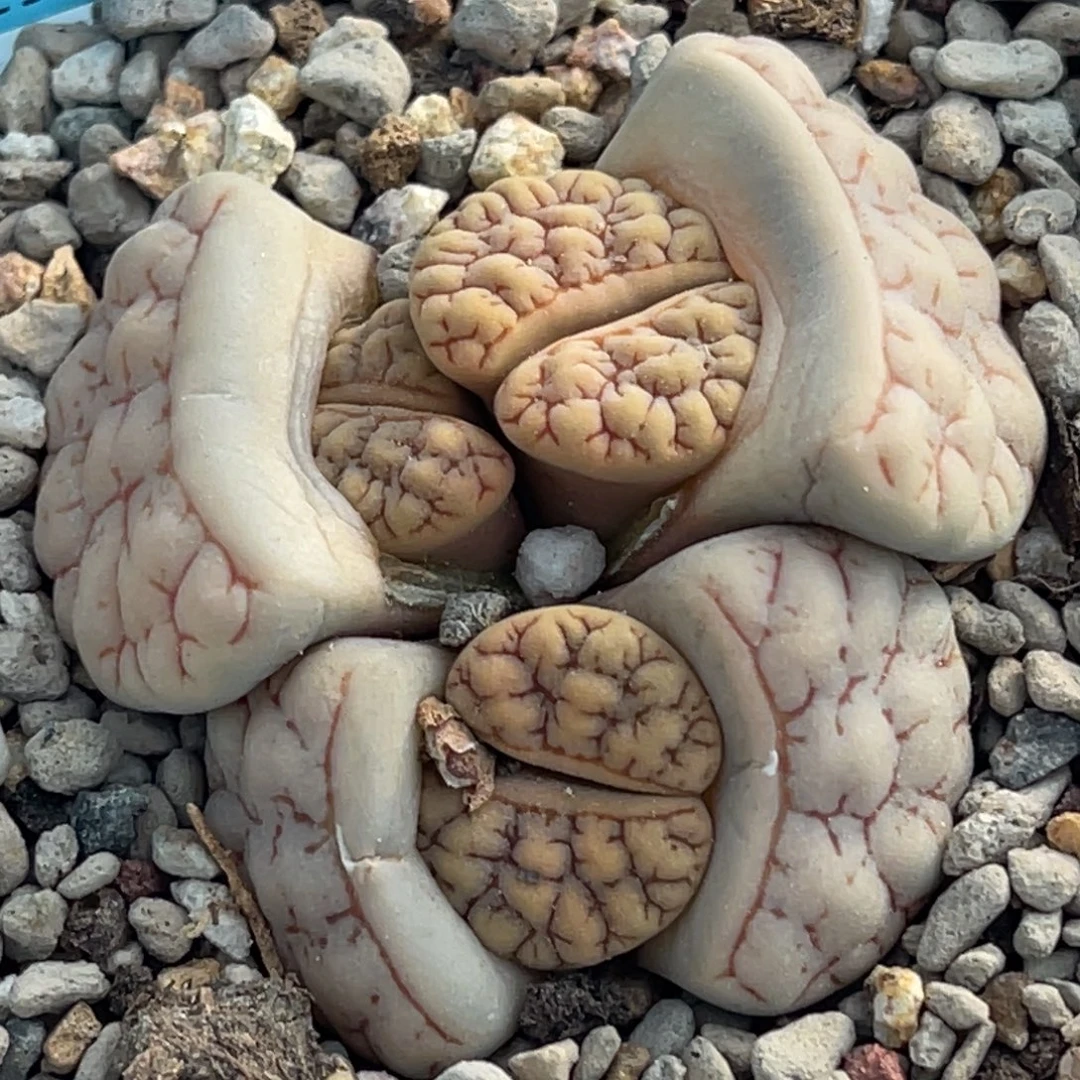 7202三头荒群一颗
