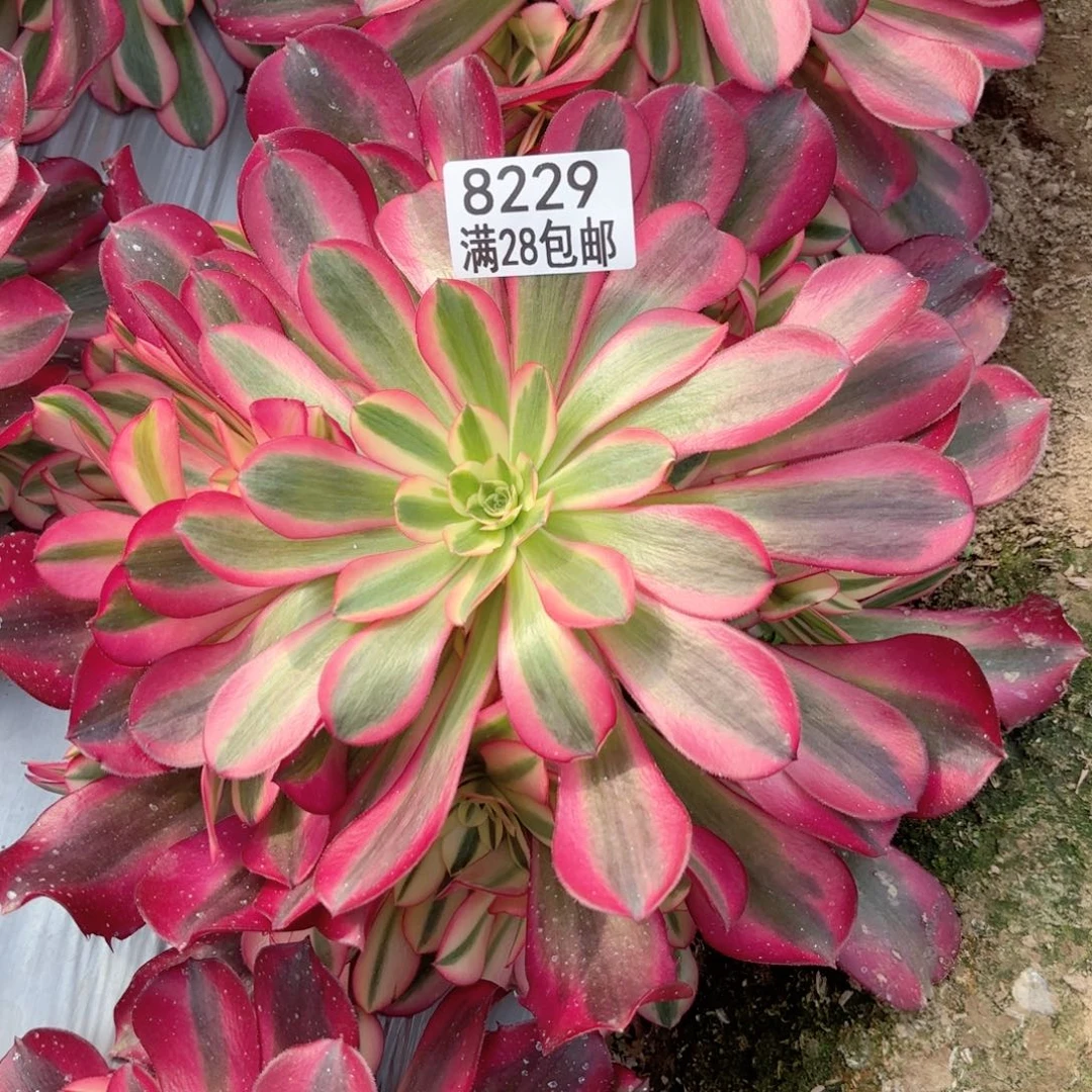 O.    8229美杜莎多肉