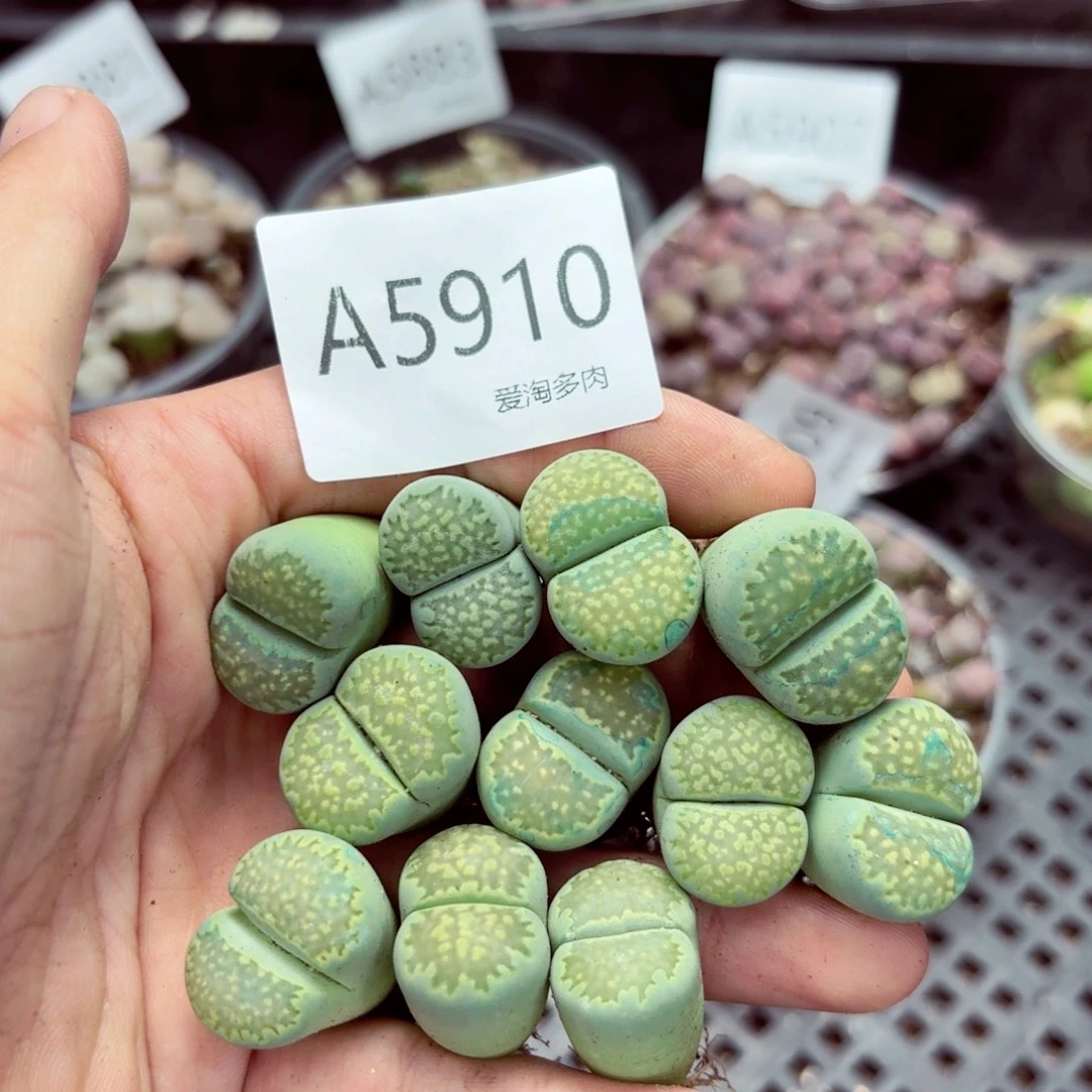 5910—生石花 生石花