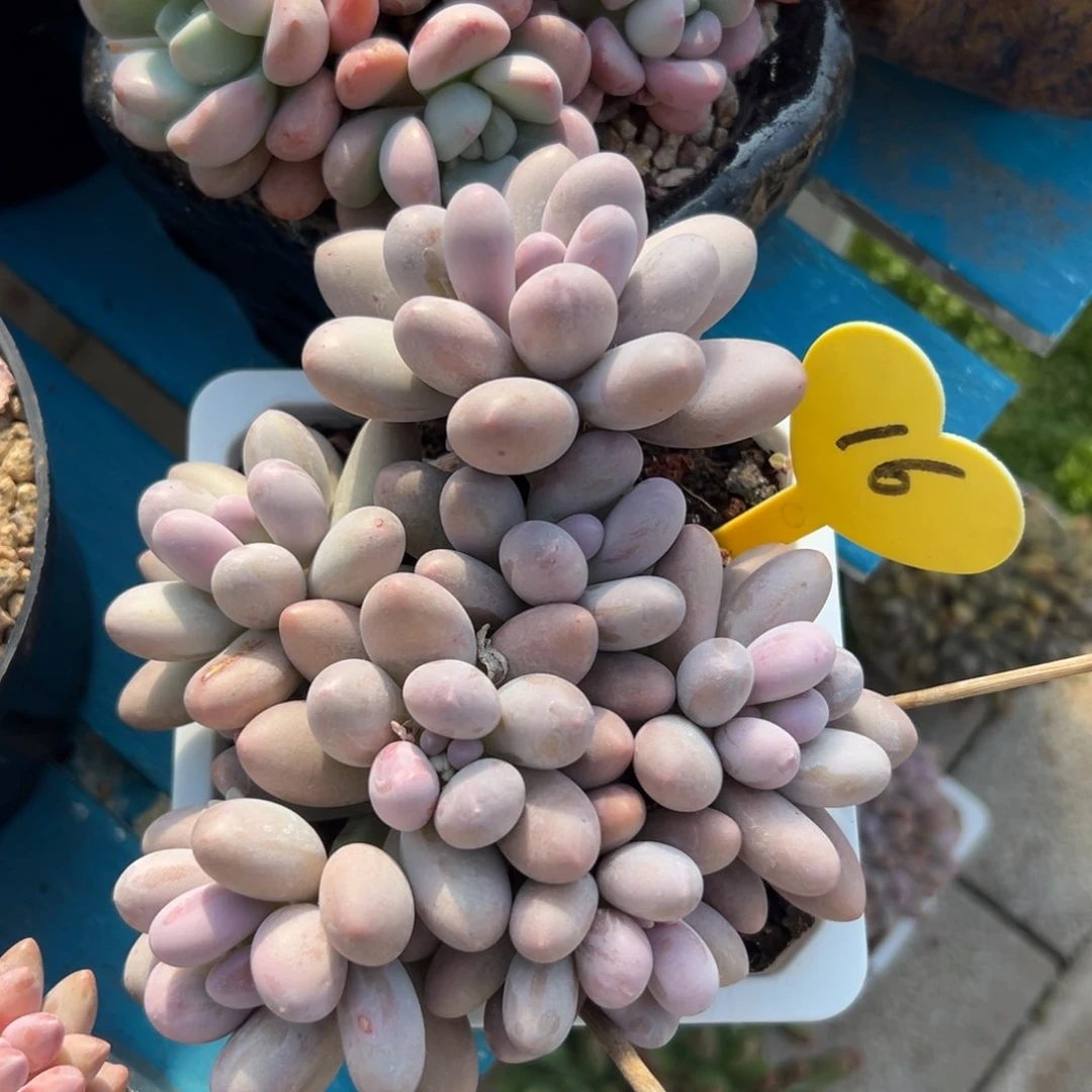 x****5多肉植物一物一拍