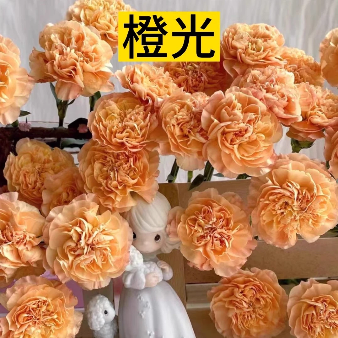 稀有康乃馨【20支A级发货】