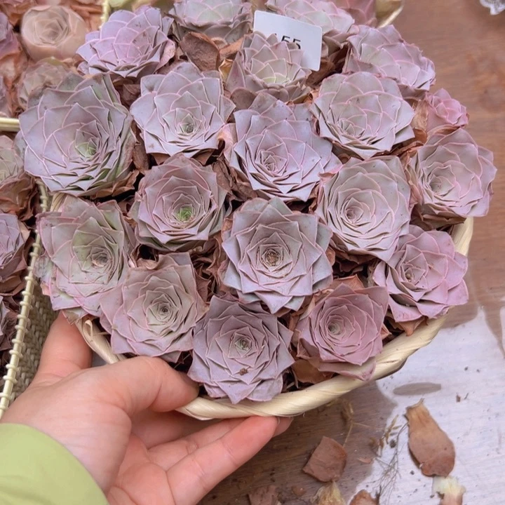 山地玫瑰多肉植物山地155