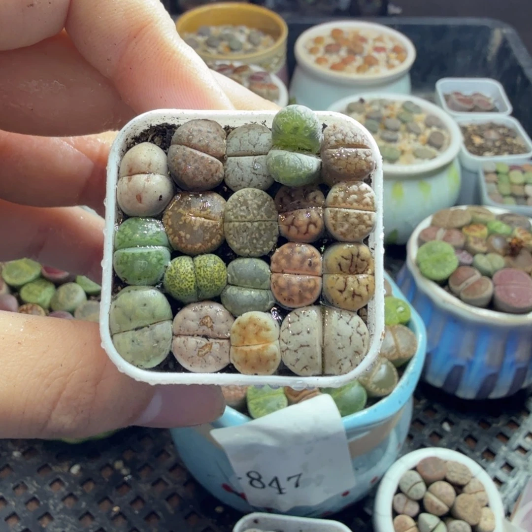 多肉植物和植物等908