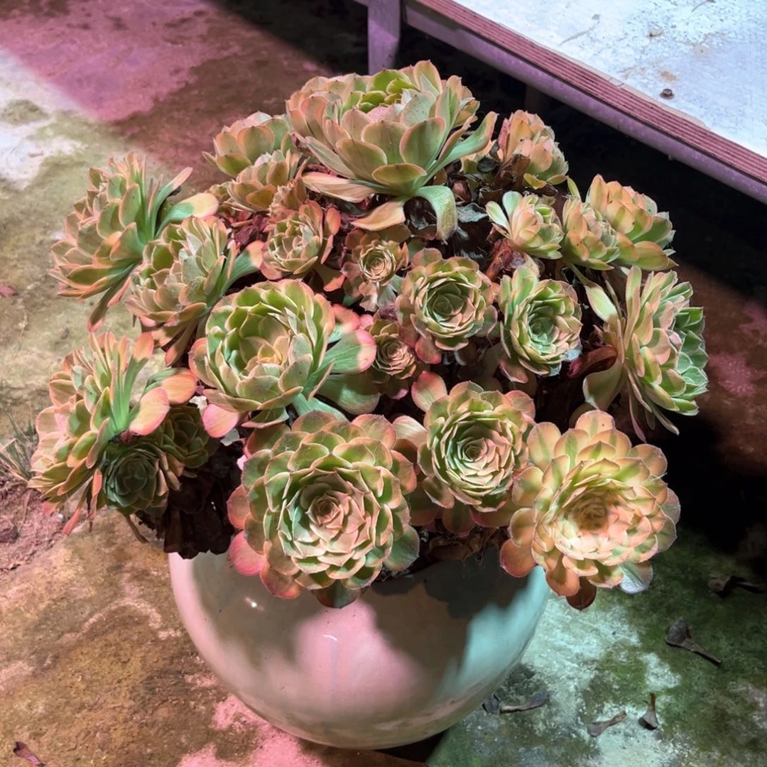 多肉植物万七彩020