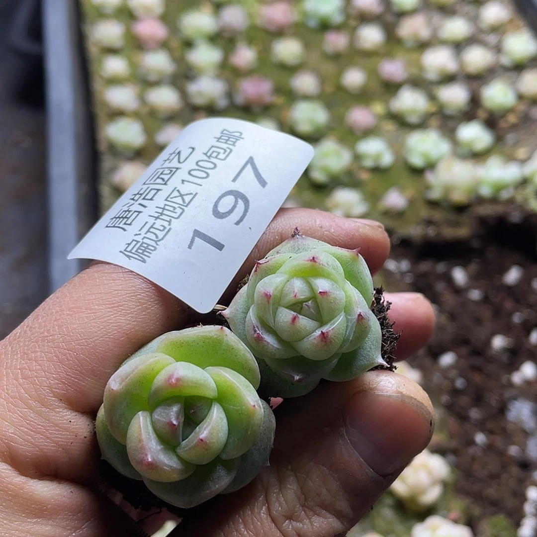 堇珍妮一物一拍197