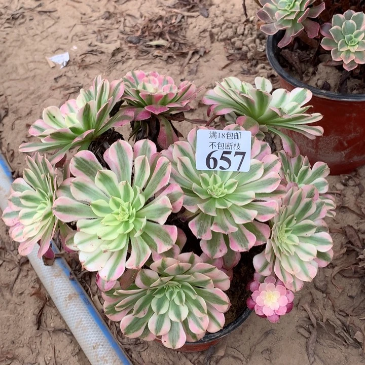 花*朵657铜壶白绣球东棚