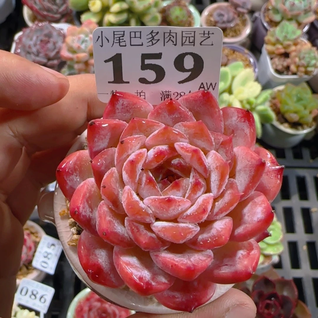 AW小尾巴5CM迷你拇指盆栽精控多肉159