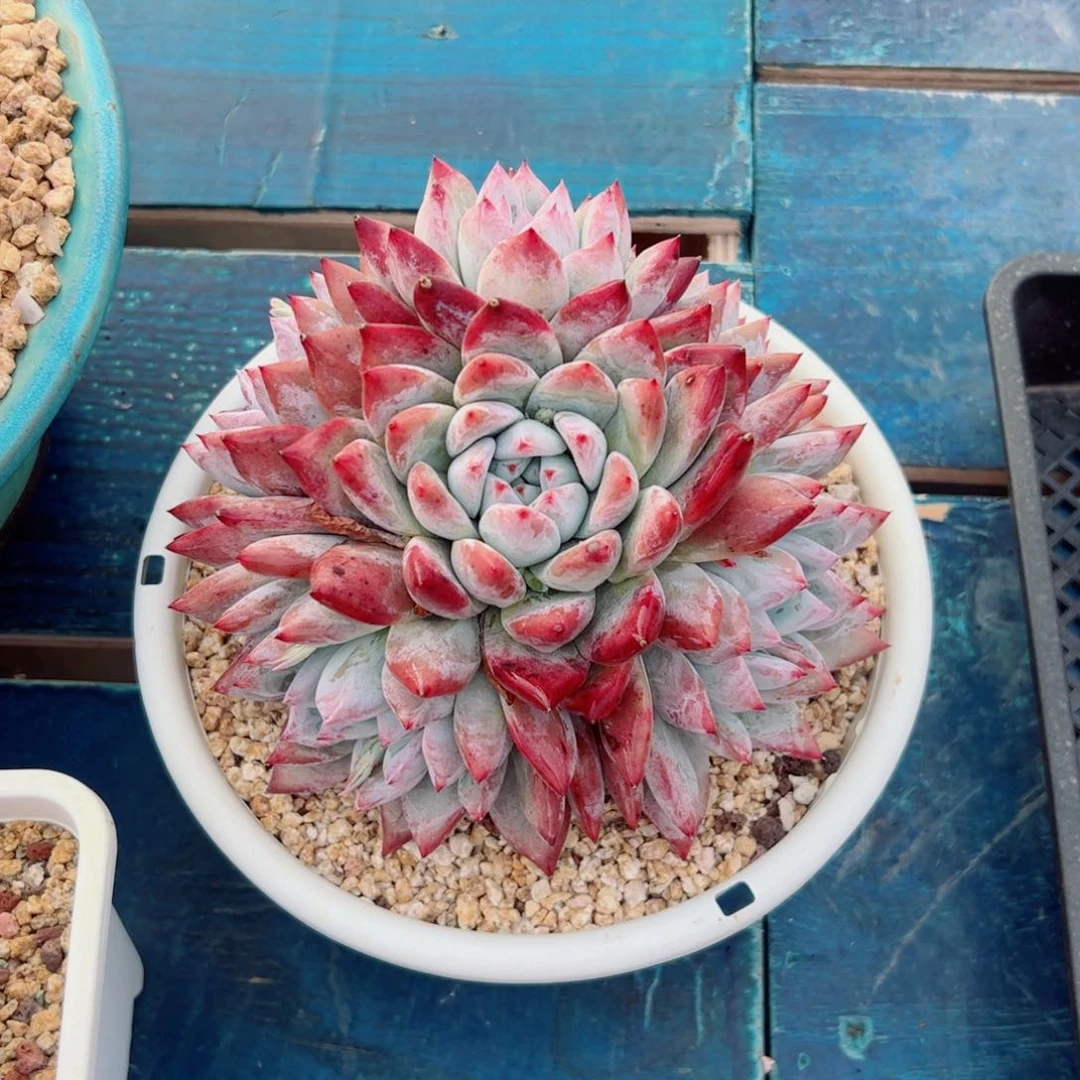 梅*多肉植物多肉植物