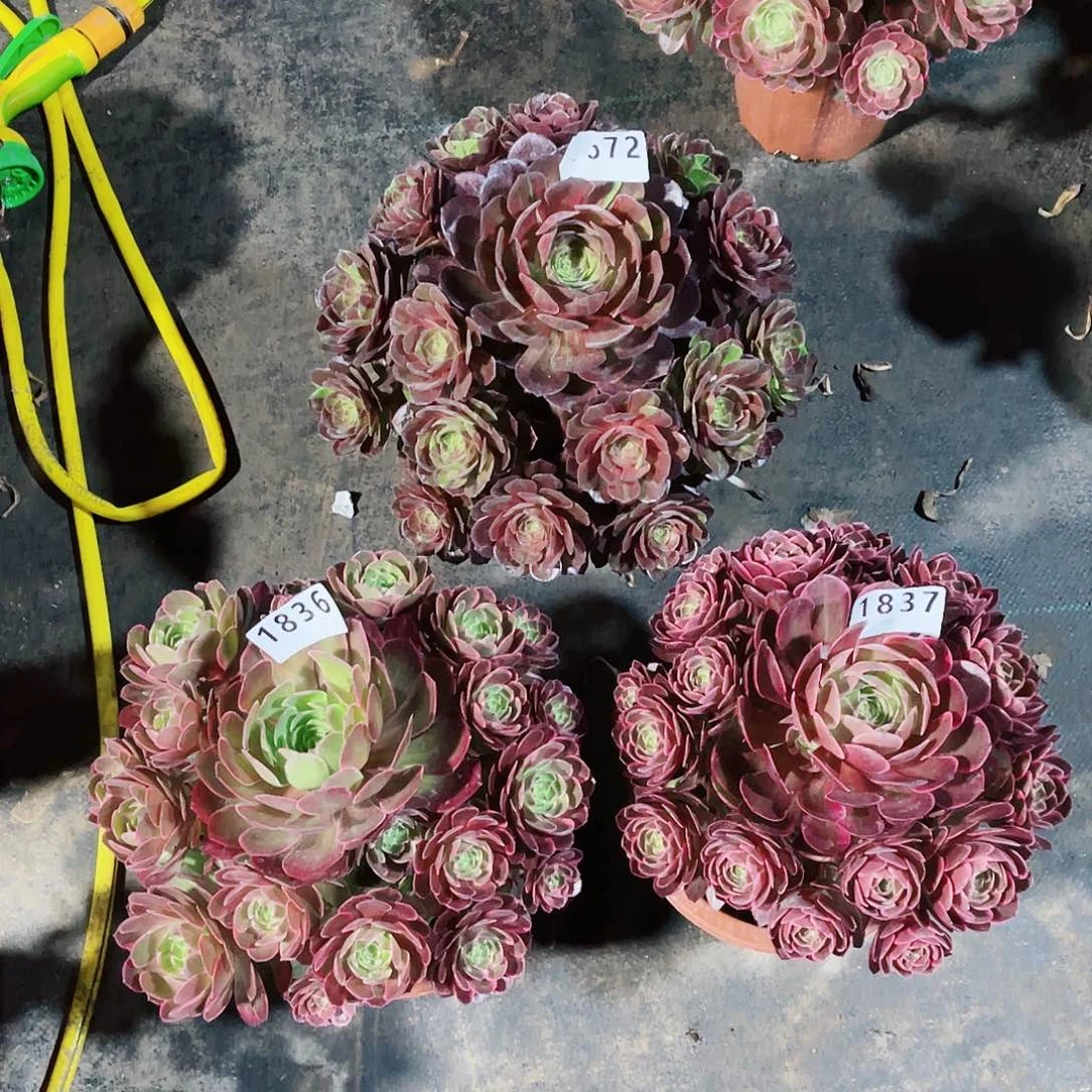 户****年花月夜72水晶莲花1836粉花妖1837