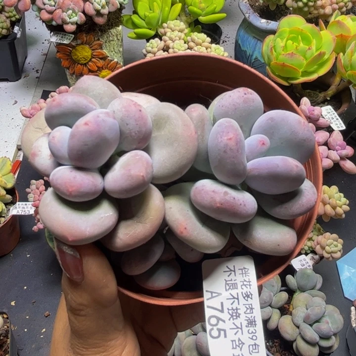 黄金大叶奶酪765/9cm
