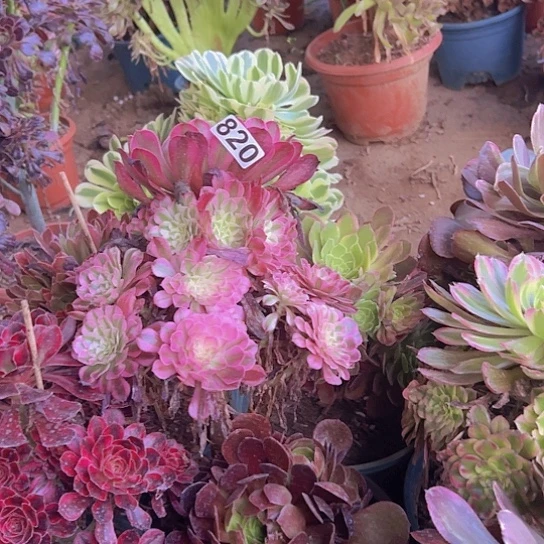 牟***白多肉植物一推法师