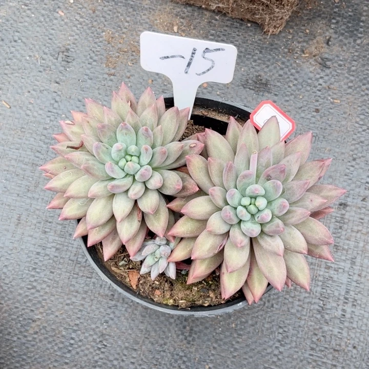 晨语多肉一物一拍20