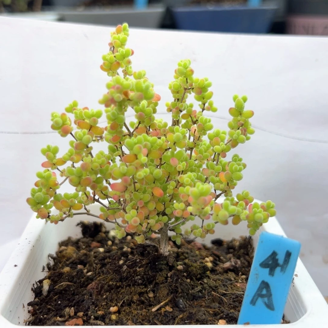 彩蜜橘糖球41号10厘米盆