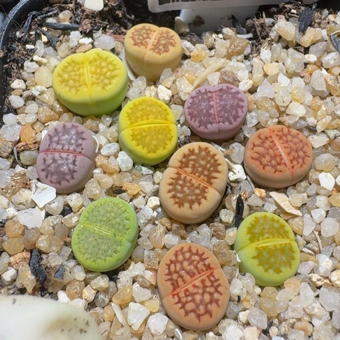 zzzz生石花肉锥657