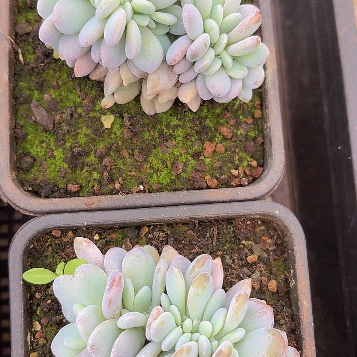 粉兔缀化……………………