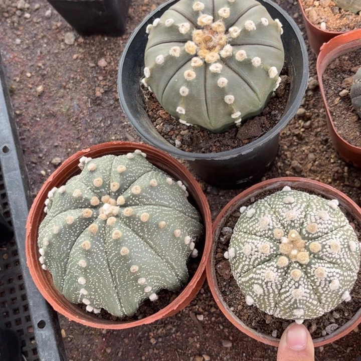 三个兜好养皮实好活