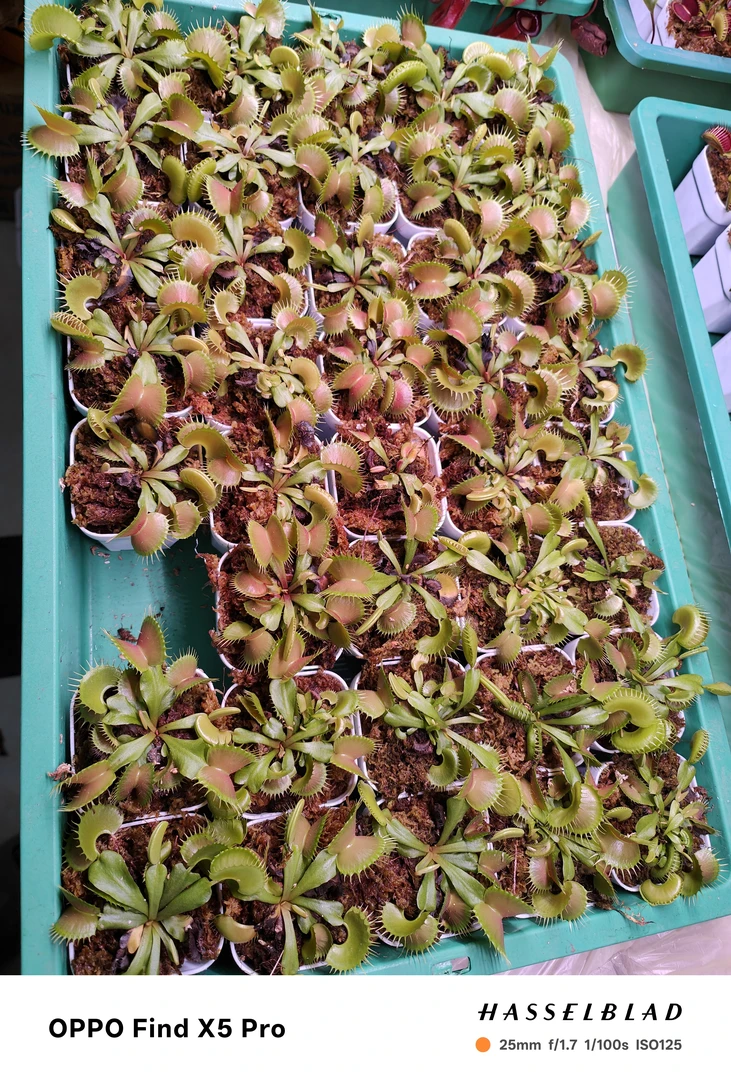 护士捕蝇草福利购