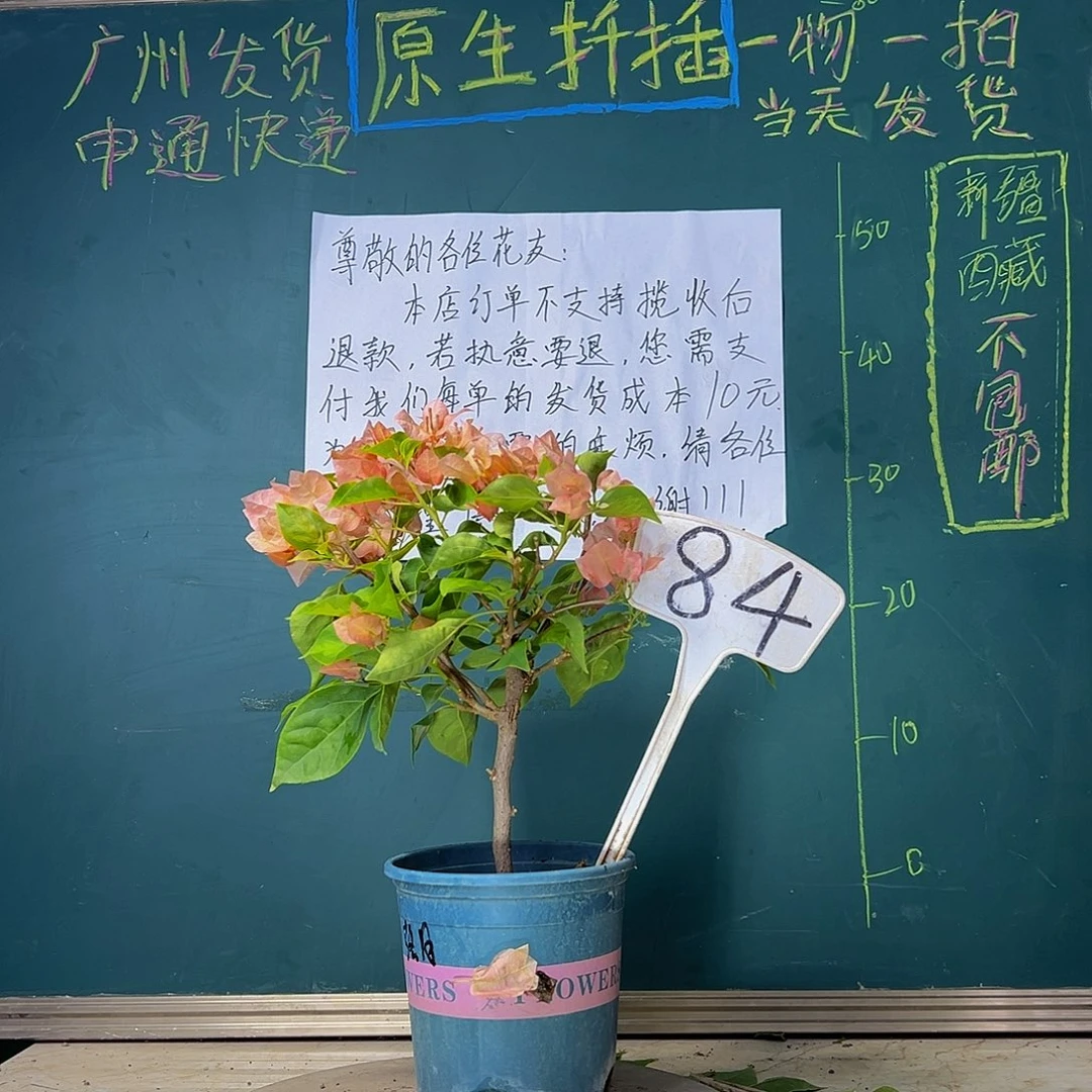 当前无花栽培后可以开花落日有瑕疵 84