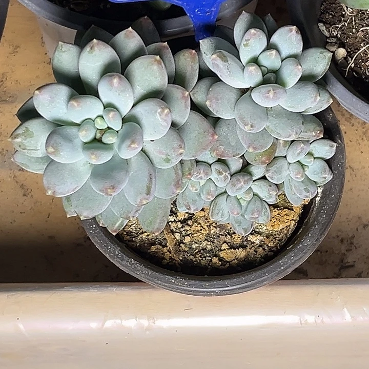 多肉植物星月菩提158