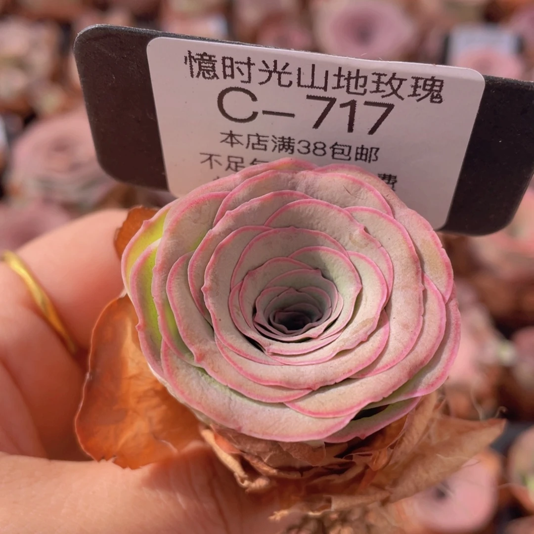 山地玫瑰C717裸根发货断枝不包损不售后