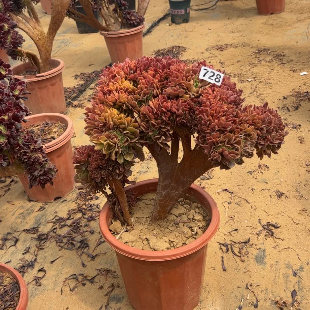 玫瑰缀728一颗啦