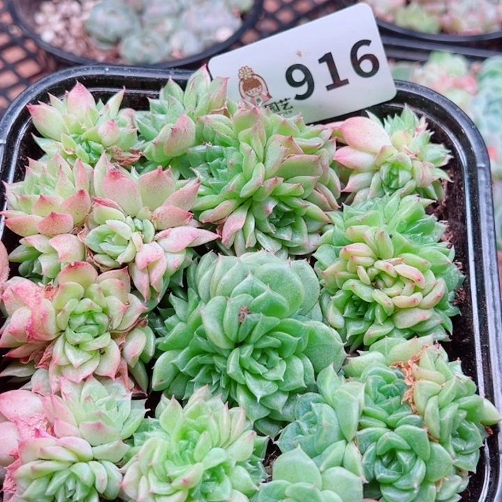 多肉植物多肉植物