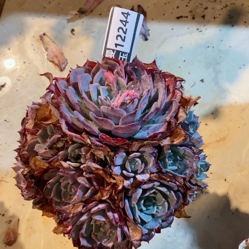 【闪购商品】劳伦斯12244