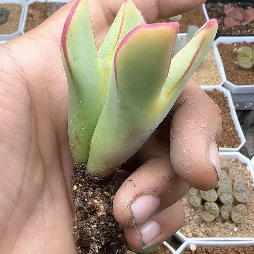 b****u脱土28包邮27389