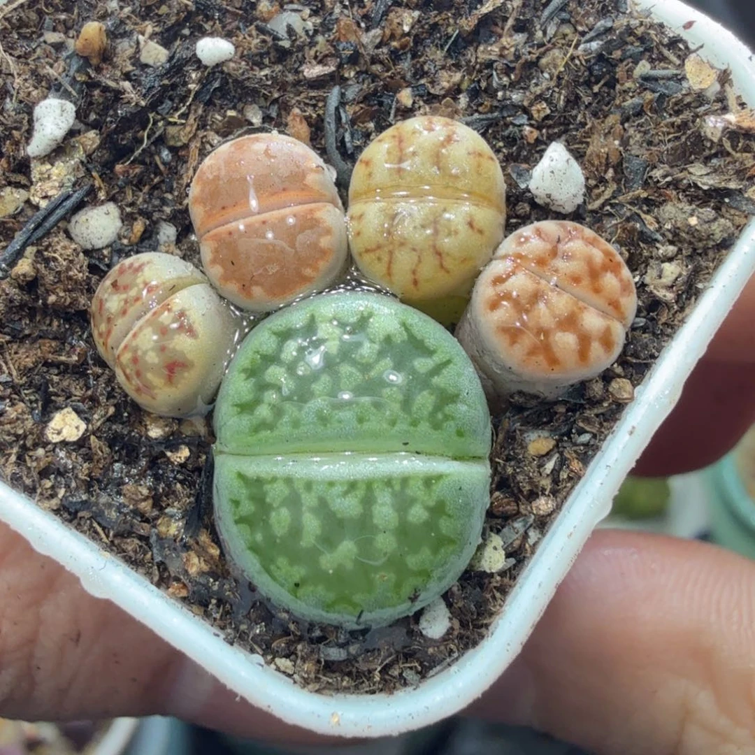 多肉葡萄的季节性781