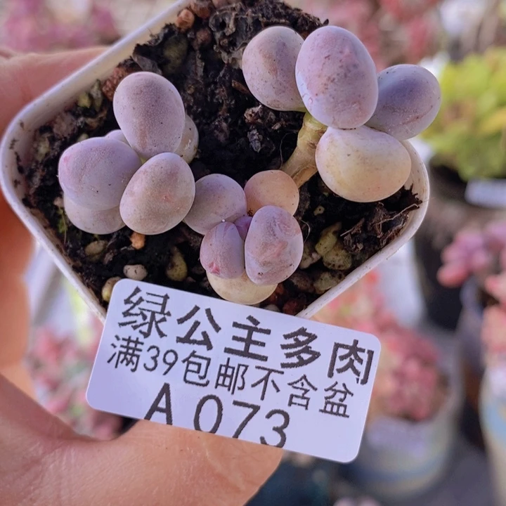 糖豆奶5cm073多肉植物