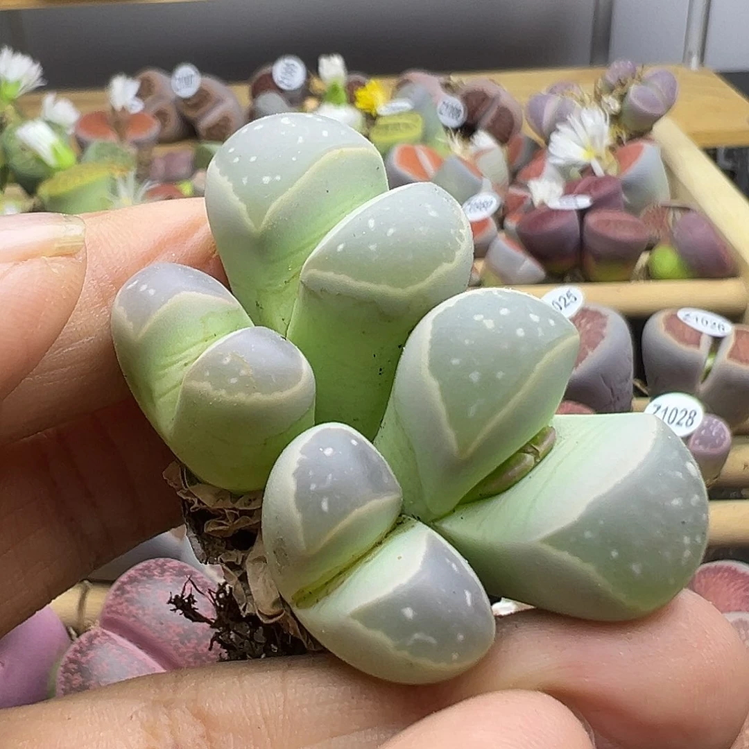 1036炸了11111111111111