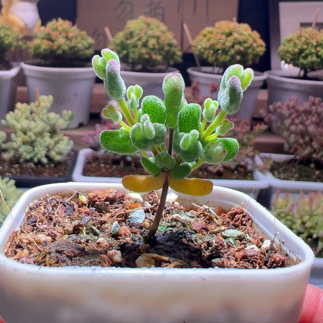 331月曲一物一拍包开箱