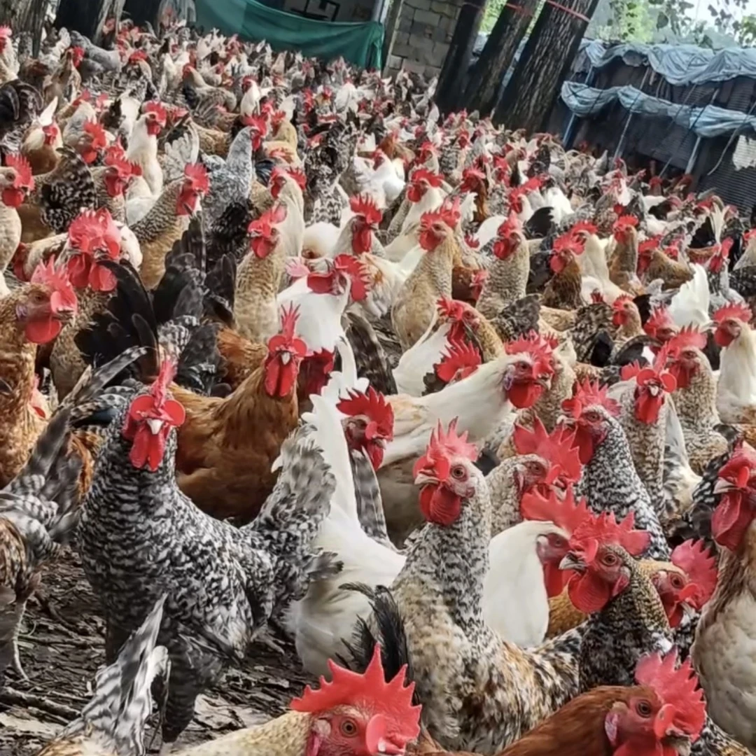 2公！散养溜达发柴土鸡！顺丰包邮！