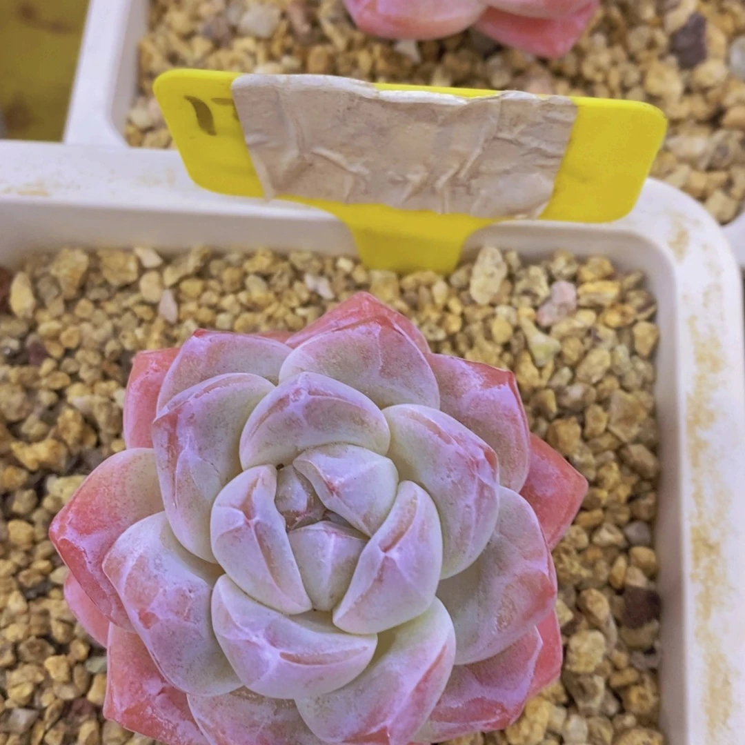 开心多肉，一物一拍，看准下单，