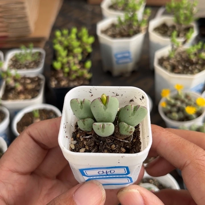 040 少将群多肉植物